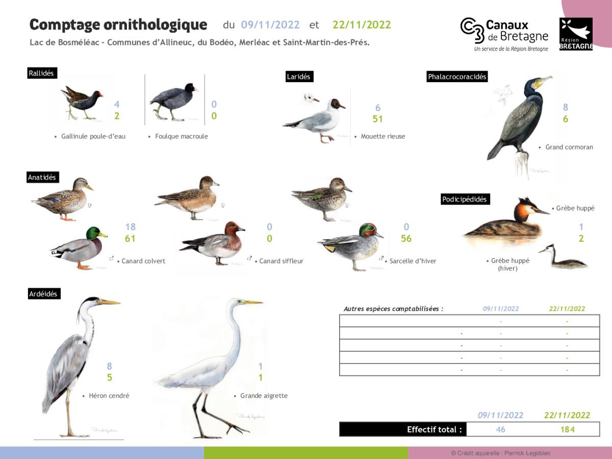 comptages ornithologiques effectués mois de novembre 2022