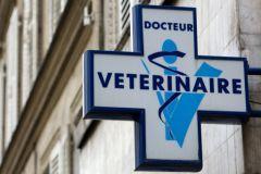 Animaux Clinique Vétérinaire