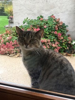 petit chat trouvé