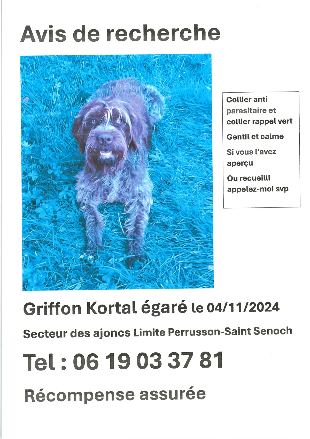 Avis de recherche - chien perdu